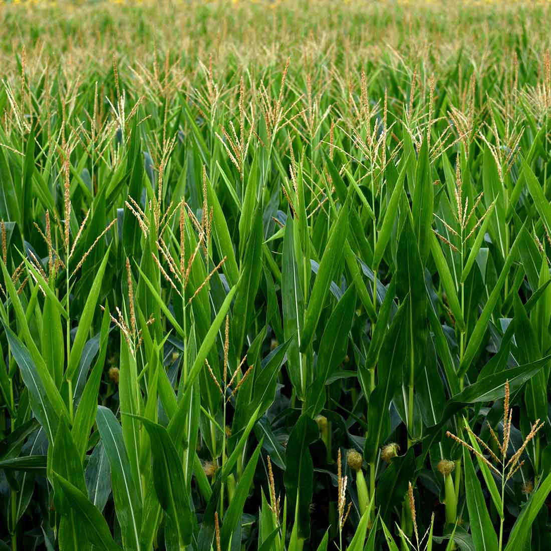 Our Farms Agriculture Rafiq Agrico