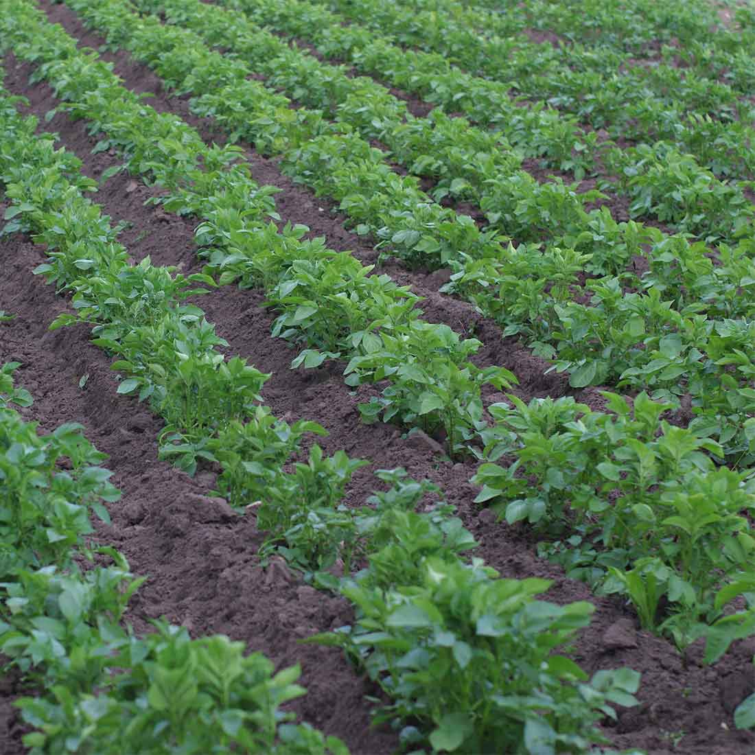 Potato crop