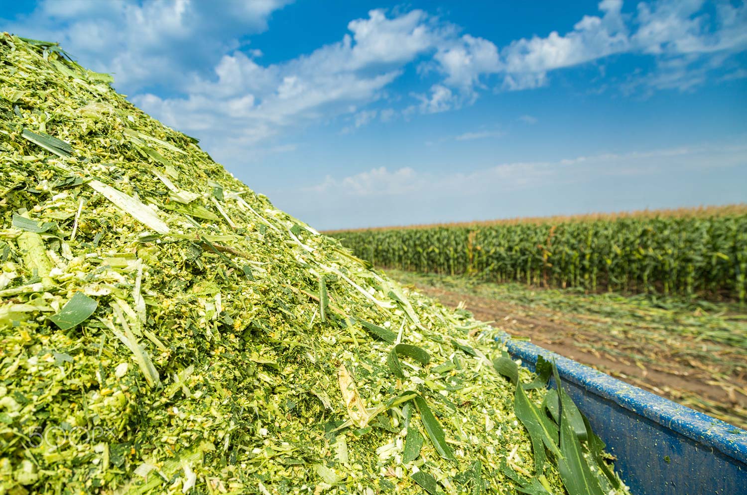 Maize or corn for silage